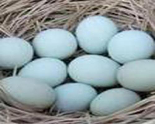 供應(yīng)徐州綠殼蛋雞