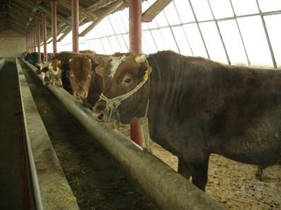供應(yīng)甘肅PE陽光板|蘭州3mm陽光板|民勤陽光板|天祝陽光板