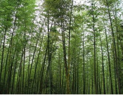 供應(yīng)廠家直銷大毛竹，大毛竹價(jià)格，廣東大毛竹現(xiàn)貨供應(yīng)