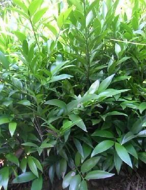 供應(yīng)小葉竹柏價格