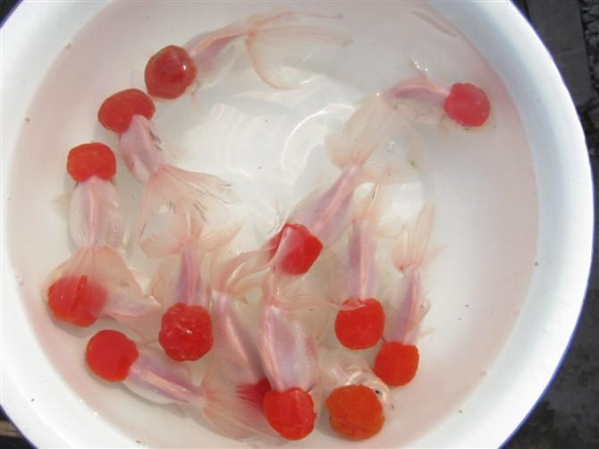 供應(yīng)河南金魚養(yǎng)殖場