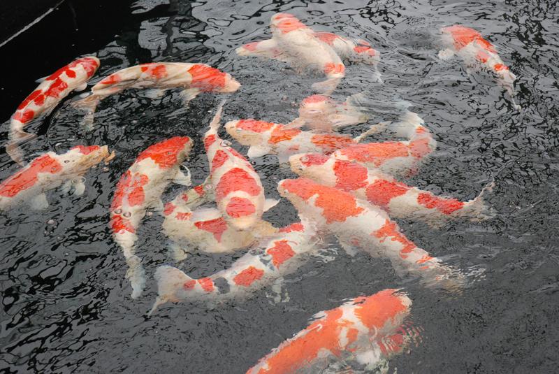 供應(yīng)錦鯉水花
