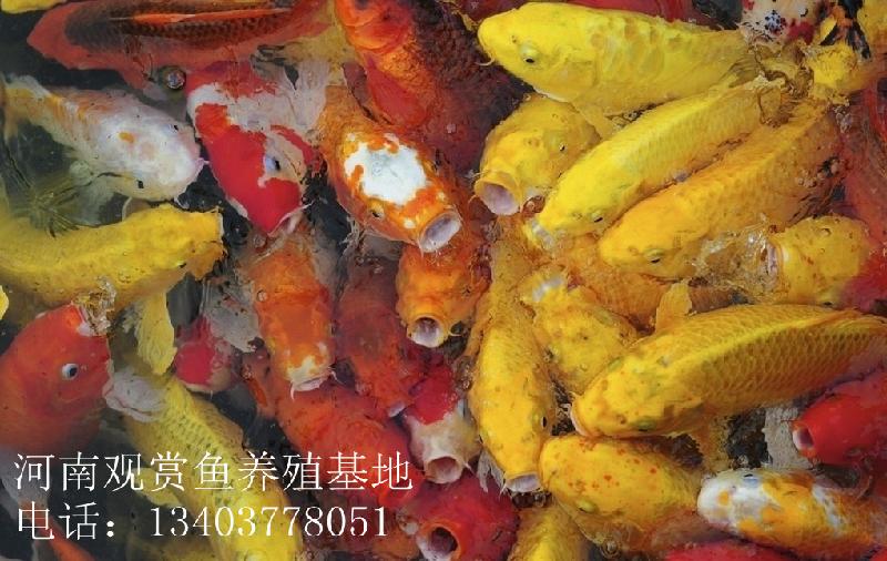 供應(yīng)黃錦鯉-招財魚