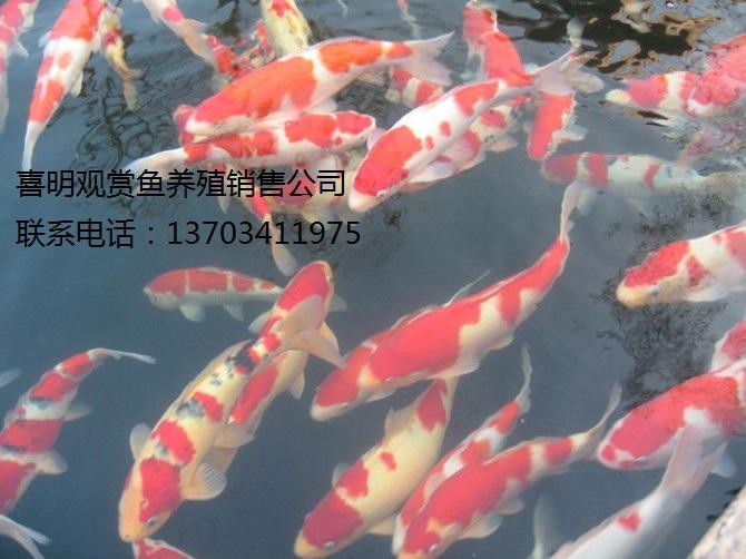 錦鯉水花圖片/錦鯉水花樣板圖 (4)