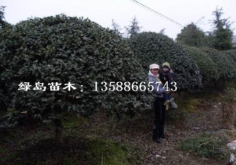 供應(yīng)金華無(wú)刺構(gòu)骨球