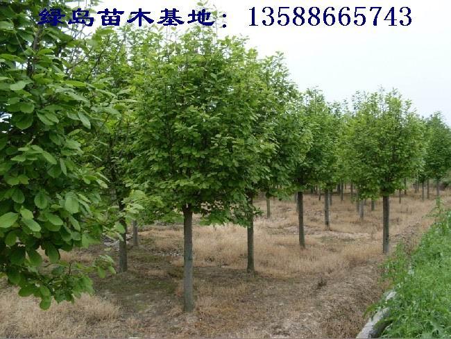 供應(yīng)紅玉蘭品種