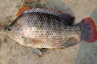 供應(yīng)用于魚苗價格的大量供應(yīng)批發(fā)奧尼羅非魚苗