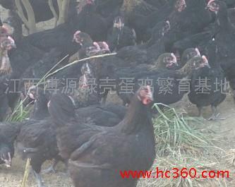 供應我們永遠不打折的是服務優(yōu)惠的是價格江西博源綠殼蛋雞永遠的信賴