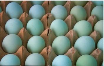 供應我們永遠不打折的是服務優(yōu)惠的是價格江西博源綠殼蛋雞永遠的信賴