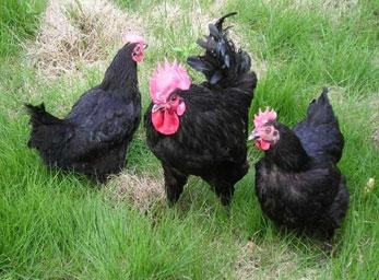 供應(yīng)夏日風(fēng)暴保健營養(yǎng)品種江西博源大量直銷綠殼蛋雞苗 青腳土雞苗