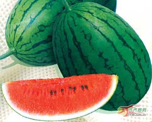湖北黑美人西瓜基地