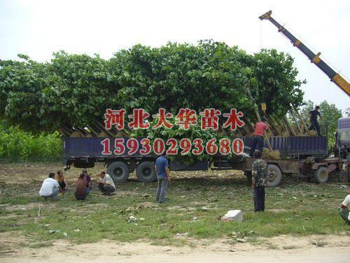 供應(yīng)河南中華金葉榆河南中華金葉榆樹(shù)河南金葉榆價(jià)格河南金葉槐