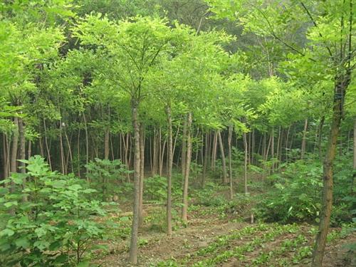 供應(yīng)保定金葉槐保定金葉槐價(jià)格保定高接金葉槐保定嫁接金葉槐