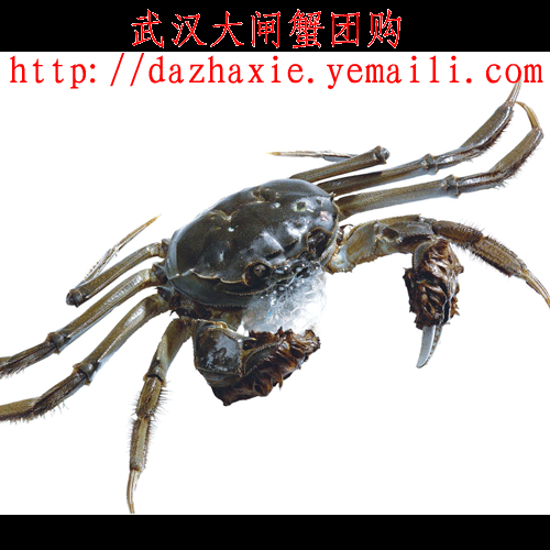 供應(yīng)武漢大閘蟹批發(fā)