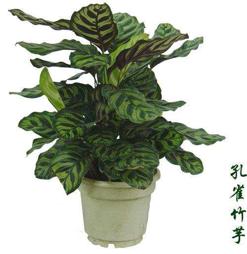 供應(yīng)花卉租擺北京西城區(qū)花卉租擺公司