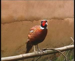 供應(yīng)山雞的養(yǎng)殖條件