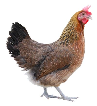 供應(yīng)撫州青腳麻雞苗