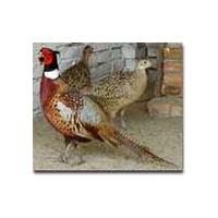 供應(yīng)山雞的養(yǎng)殖條件