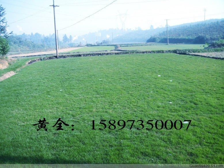 供應四川馬尼拉草坪