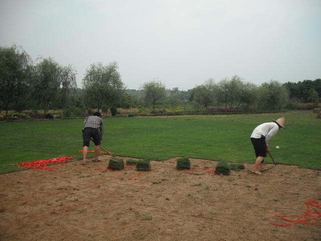 供應四川馬尼拉草坪