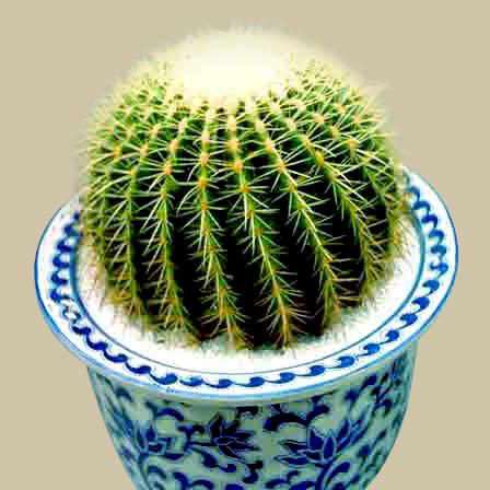 供應(yīng)西安蘭花哪有賣的