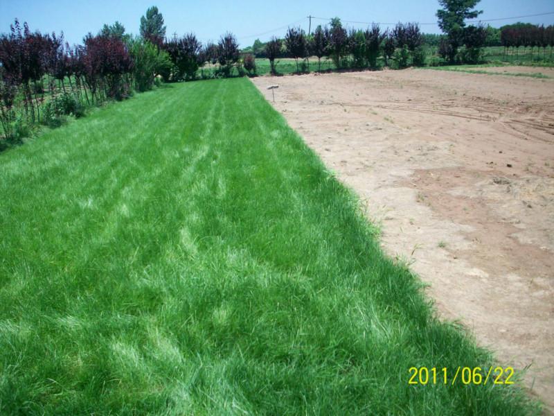 供應西安植物墻供應商-西安植物墻報價-西安植物墻聯(lián)系電話