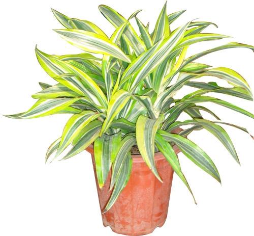 供應西安屋頂花園