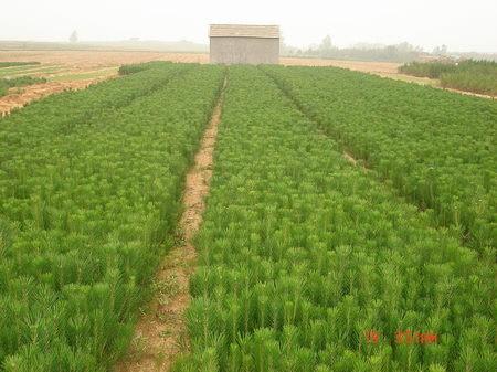 油松苗 油松苗基地 優(yōu)質(zhì)油松苗