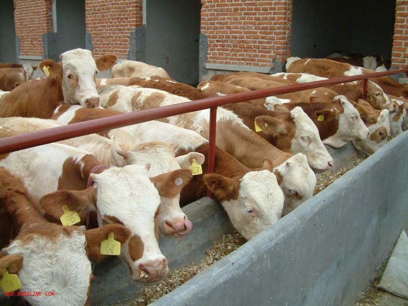 供應(yīng)湖北肉牛價格