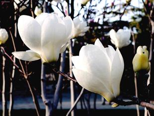 供應(yīng)黃花槐苗 合歡苗 千頭椿苗 臭椿 法桐 火炬 白玉蘭