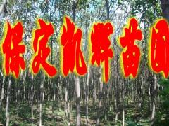 供应楸树苗圃场，保定基地，河北保定博野楸树苗圃场出售楸树树苗，