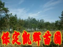 供应河北楸树市场，楸树树苗，楸树基地，楸树批发基地，楸树主产区，