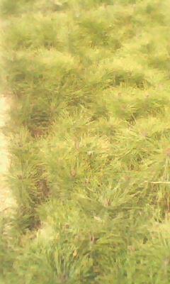 供應(yīng)12迎客松【迎客松】銷售信息全冠【迎客松樹】價(jià)格信息迎客松求購