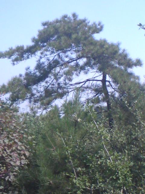 供應(yīng)定桿國槐【胸徑8-12厘米】國槐價格【原生冠國槐】銷售