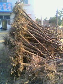 供應(yīng)大規(guī)格棗樹【胸徑8-60厘米】棗樹價(jià)格占地棗樹貿(mào)易棗樹苗銷售信息