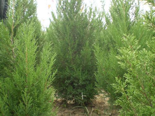 供應(yīng)龍年油松【油松】銷售信息【油松苗】價(jià)格信息【油松樹】求購信息
