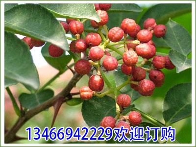 供應(yīng)12核桃苗【核桃苗】銷(xiāo)售信息12年【核桃苗】?jī)r(jià)格信息核桃苗求購(gòu)