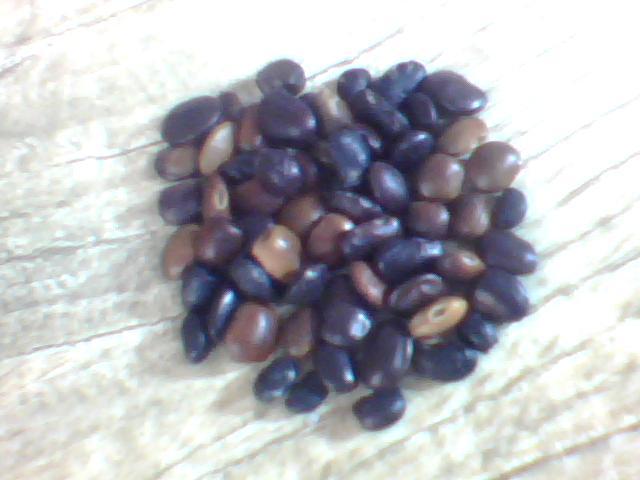 山西國槐種子基地圖片