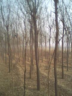 供應(yīng)國(guó)槐樹(shù)苗價(jià)格/山西國(guó)槐樹(shù)苗價(jià)格