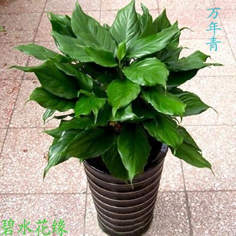 供應(yīng)青島花卉租賃種植基地；青島花卉租賃價錢