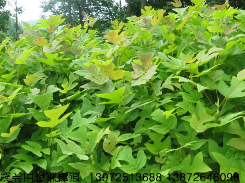 供應(yīng)鵝掌楸種苗