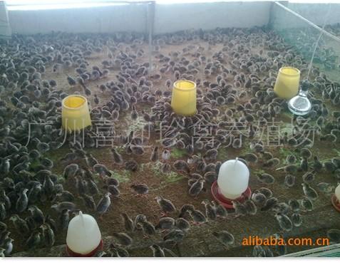 供應(yīng)福建珍*種苗
