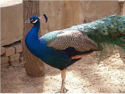 供應喜迎珍禽供應優(yōu)質中山*苗