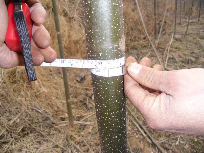 供應山東刺槐樹刺槐苗刺槐小苗價格
