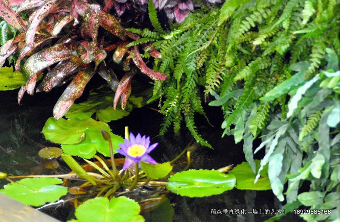 稻森一直致力將植物墻傳遍千家萬戶