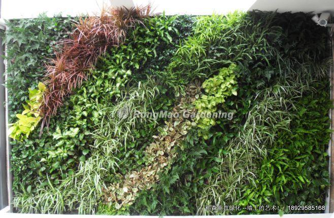 稻森垂直綠化-墻上的藝術(shù)！稻森垂直綠化墻上的藝術(shù)