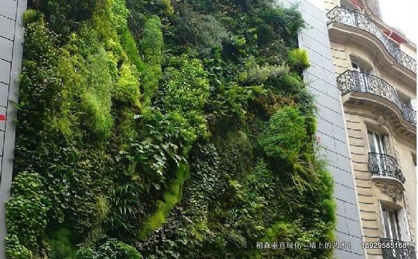 香港綠牆與廣州稻森綠墻圖片