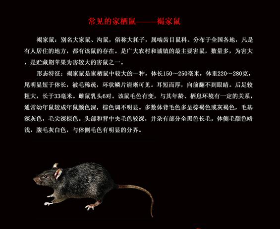 供應(yīng)滅老鼠*方法