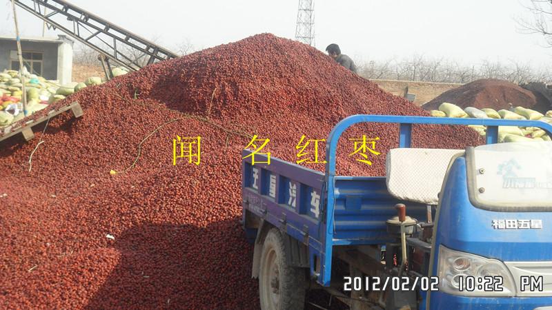 飼料用棗圖片/飼料用棗樣板圖 (3)