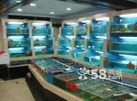 供應(yīng)佳木斯大型觀賞魚缸大型海鮮魚缸